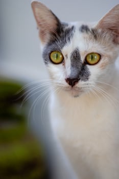 close up of serious cat face photo