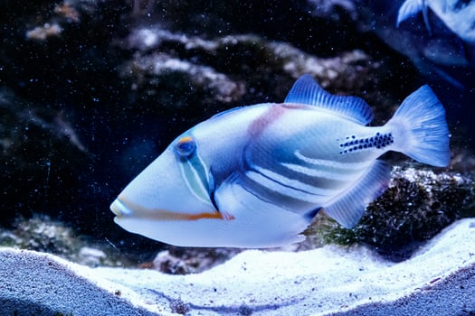 Fish Painted Triggerfish Rhinecanthus aculeatus photo