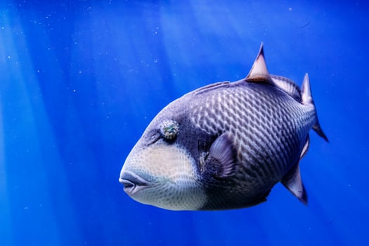 macro fish blue-necked balistod, balistoides viridescens photo