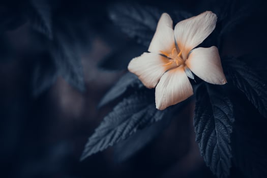 Beautiful Damiana flower or Turnera diffusa on black and white background photo