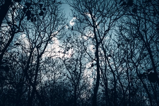 Dark blue spooky forrest photo