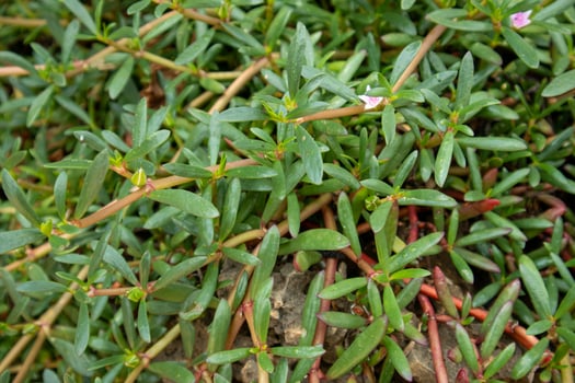 Sesuvium portulacastrum - sea purslane grows widely in coastal areas with pink flowers. photo