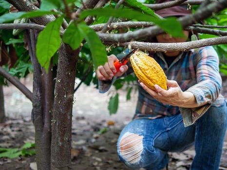 Cocoa farmer use pruning shears to cut the cocoa pods or fruit ripe yellow cacao from the cacao tree. Harvest the agricultural cocoa business produces. photo