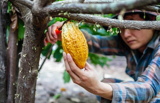 Close-up hands of a cocoa farmer use pruning shears to cut the cocoa pods or fruit ripe yellow cacao from the cacao tree. Harvest the agricultural cocoa business produces. photo