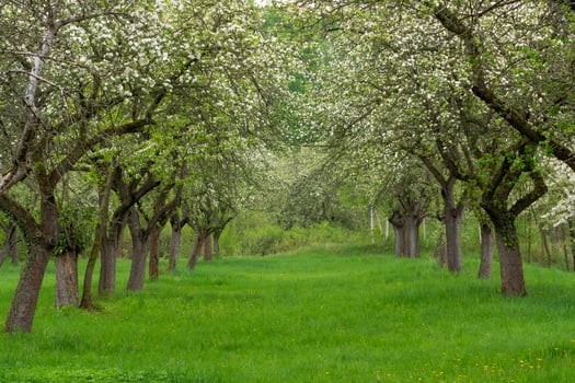 Cherry orchard. Tree trunk cherry in a row. Cherry trees alley photo