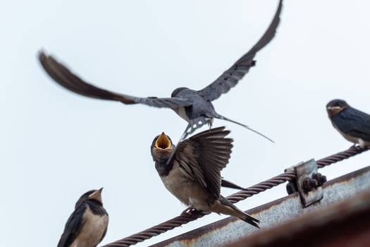 Adult swallow feeds a young fledgling swallow on roof. photo
