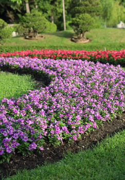 Scenic View of a Beautiful Flower Style Landscape Garden with a Green Mowed Lawn and Colourful Flower Bed with Selective Focus photo