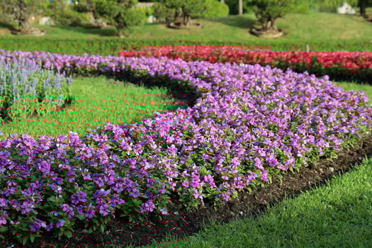 Scenic View of a Beautiful Flower Style Landscape Garden with a Green Mowed Lawn and Colourful Flower Bed with Selective Focus photo
