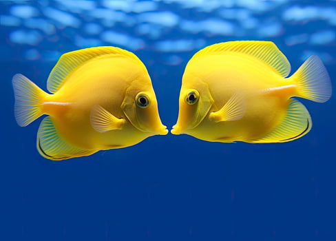 AI generated Two yellow tangs, face to face.  AI Generated. photo