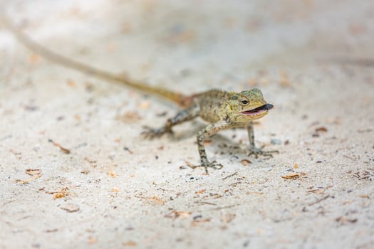 Maldivian garden colorful lizard on the whine sand on the tropical island. Close up. Copy space. photo