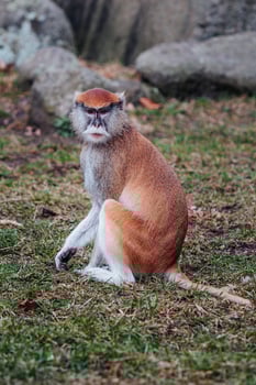 Patas Monkey, Erythrocebus patas photo