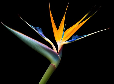AI generated Bird of paradise flower isolated on black background. AI Generated photo