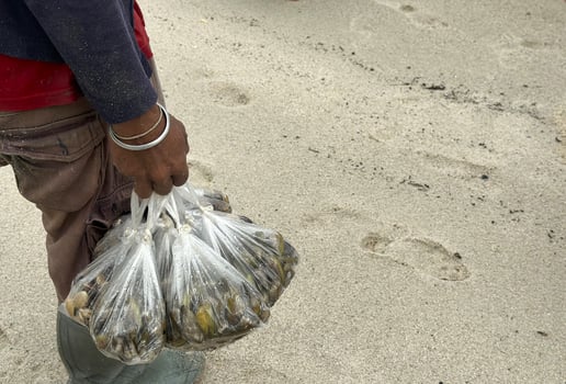 someone's groceries lying on the sand, which contains fresh ingredients from the sea photo
