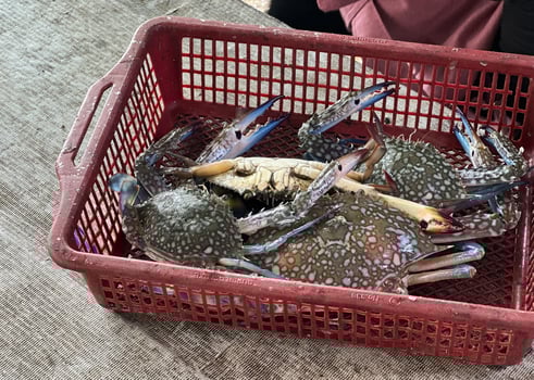 Cramp in a plastic basket at a sales market photo