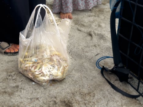someone's groceries lying on the sand, which contains fresh ingredients from the sea photo