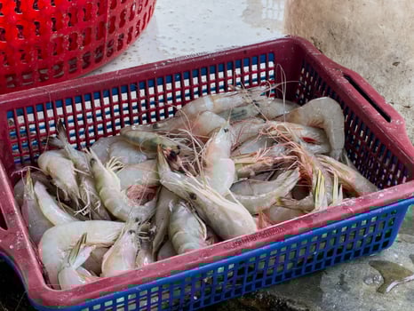 Shrimp in a plastic basket at a sales market photo