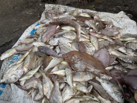 various kinds of fish merchandise are placed on a white curtain in a market photo