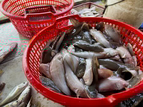 Fish in a plastic basket at a sales market photo