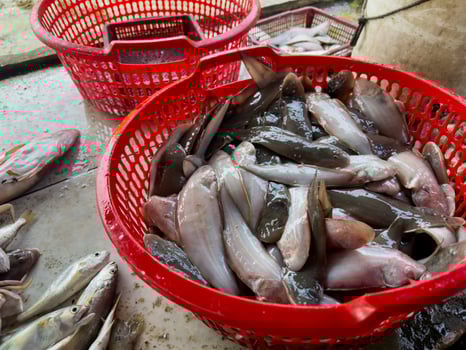 Fish in a plastic basket at a sales market photo
