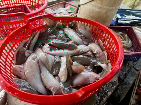 Fish in a plastic basket at a sales market photo