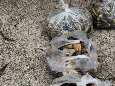 someone's groceries lying on the sand, which contains fresh ingredients from the sea photo