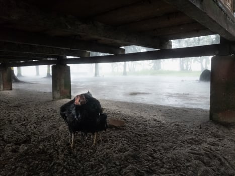 chickens who were taking shelter under the floor platform from the rainstorm outside photo
