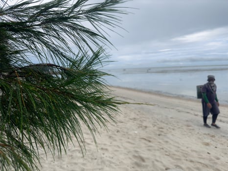 water that still sticks like dew after rain on Pinus densiflora with many abstract people in the background photo