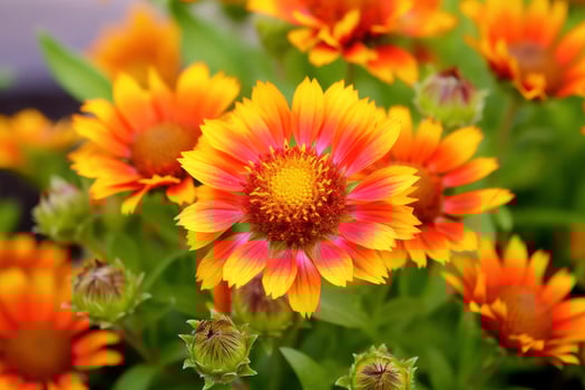AI generated Gaillardia or Blanket Flower. Bright and Colorful Shades of Warm Tones. AI Generated photo