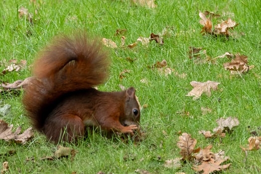 squirrel in the park eating nuts photo