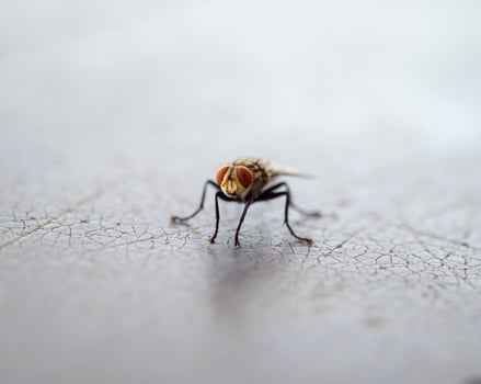 Fly insect carriers of disease photo