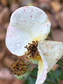 Raindrop on rose photo