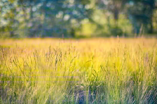 Beautiful close up ecology nature landscape with meadow. Abstract grass background. photo