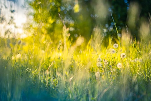 Beautiful spring summer landscape, serene foliage. Fresh green grass meadow with blur park garden trees in nature background, blurry green bokeh light outdoor in summer background photo