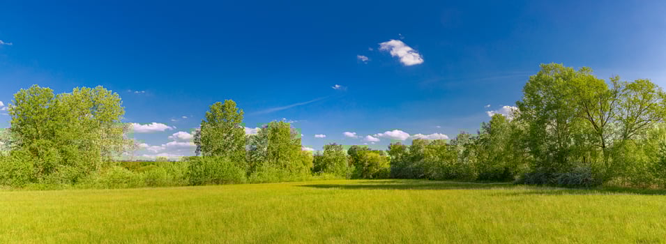 Panoramic colorful meadow grass field. Beautiful bright landscape of grass field and green environment. photo