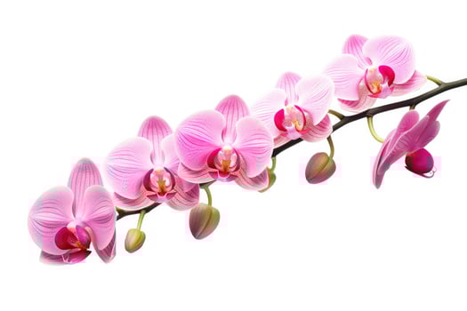 AI generated Pink Orchid isolated on white background. AI Generated photo