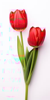 AI generated Red tulips isolated on white background. AI Generated photo