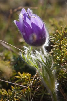 a purple flower with a green stem photo