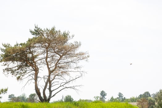 Spring meadow with big tree with fresh green leaves photo