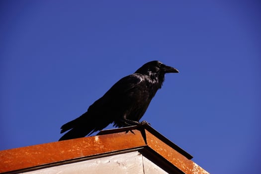 Common raven, on roof in early morning photo
