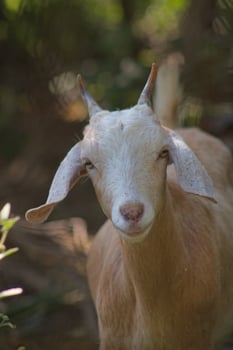 Brown goat face close up 2 photo