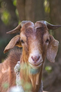 Brown goat face with horns 1 photo