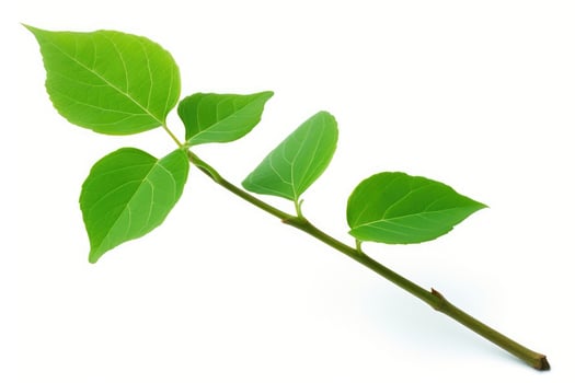 AI generated leaves white background green leaves photo