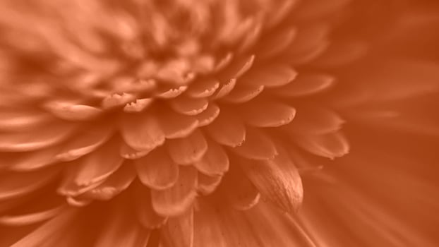 Gerbera petals in macro, beautiful peach shade of the flower photo