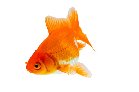 Oranda goldfish isolated on white background close up photo