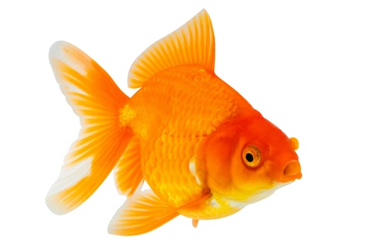 Oranda goldfish isolated on white background close up photo