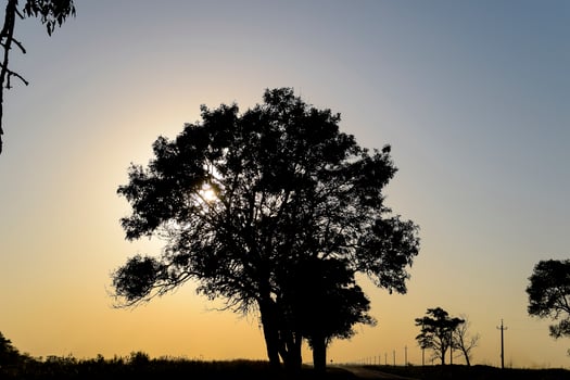 Lime tree on a sunset background. Black silhouette of a tree. photo