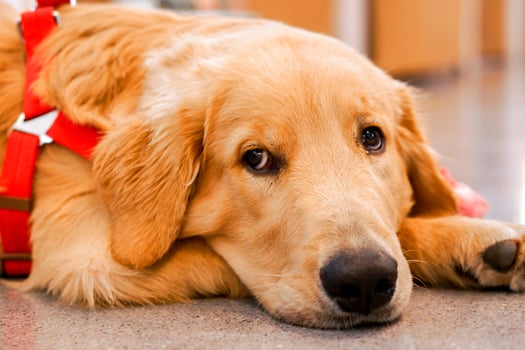 Closeup face of adorable golden retriever lying on the floor in the house. photo