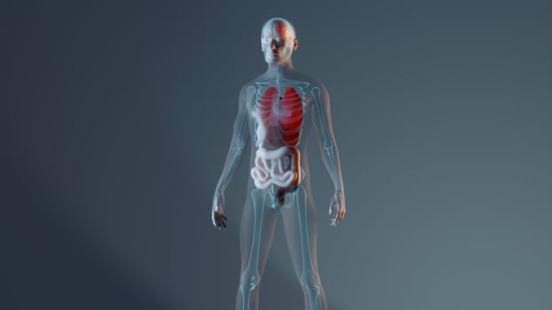Male human anatomy representation with skeleton and internal organs. Rendered 3D illustration photo