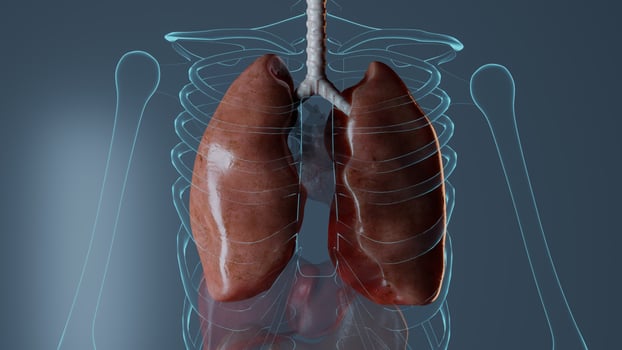 Internal organs anatomy on blue background, medically medicine biology representation Rendered 3D illustration photo