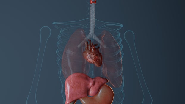 Anatomy of heart in male body. Medically accurate representation Rendered 3D illustration photo